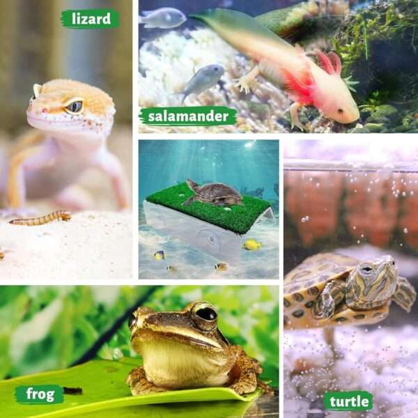 Plataforma de acrílico para tortugas, con rampa de césped artificial antideslizante y 4 ventosas de sujeción.