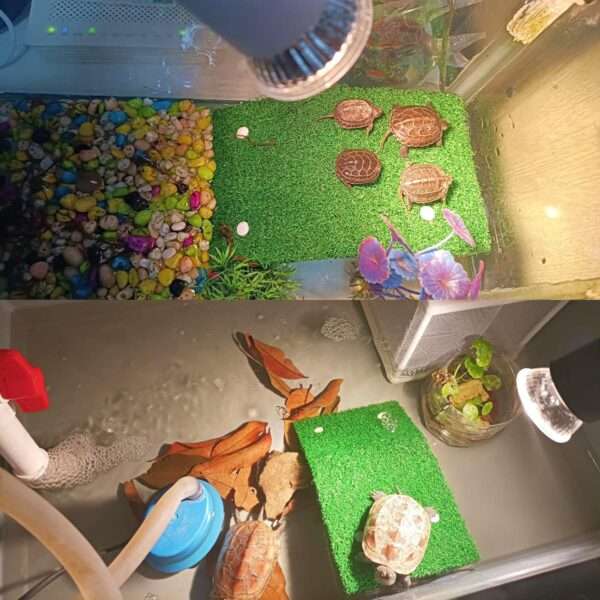 Plataforma de acrílico para tortugas, con rampa de césped artificial antideslizante y 4 ventosas de sujeción.