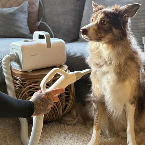 Secador de pelo profesional para mascotas de alta velocidad, con boquillas y flujo de aire frío/caliente.