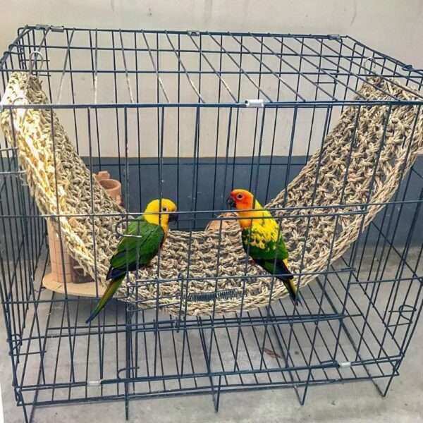 Diversión natural para tus mascotas.