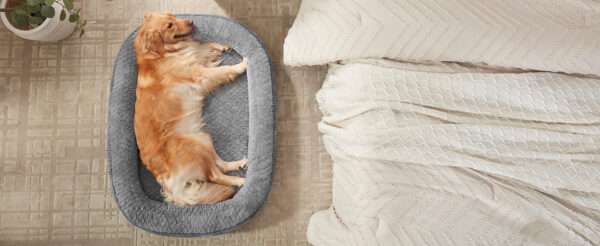 Cama ortopédica XL para perros con Memory Foam, soporte reforzado 360° para cabeza/cuello, forro interior impermeable y base antideslizante.