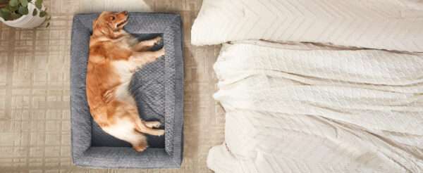 Cama ortopédica para perro, con colchón viscoelástico de $8.9 \text{ cm}$, forro impermeable, bordes de soporte para cuello y funda lavable a máquina.