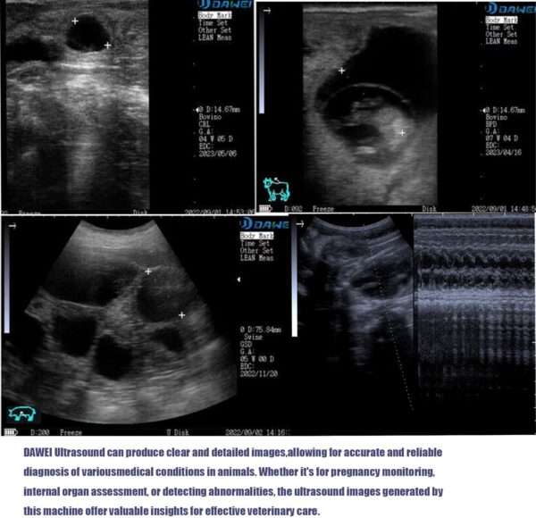 Ecógrafo Veterinario Portátil DAWEI con Sonda Microconvexa 5.0 MHz. Diagnóstico de Embarazo en Perros, Gatos, Conejos. Diseño Resistente a Caídas.