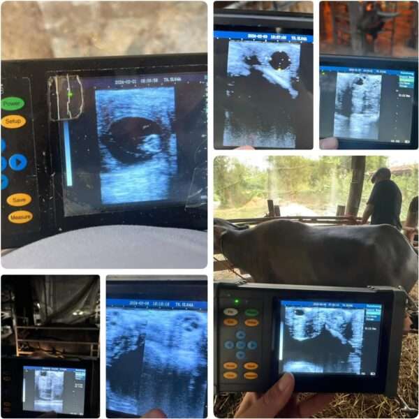 Ecógrafo Veterinario PDA A20 (950 g). Ultrasonido Portátil Multiespecie con Sonda Convexa 3.5 MHz. Diagnóstico de Gestación en campo.