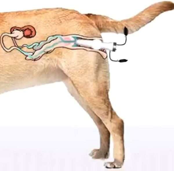 Kit de Inseminación Artificial Canina Profesional. Incluye Válvula Antirretorno. Silicona Médica para Perros Medianos y Grandes.