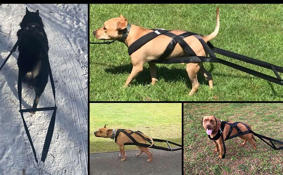Arnes de tiro y arrastre de peso estilo X-Back para perros grandes. Equipo de entrenamiento acolchado y reforzado para Pitbull y Husky.