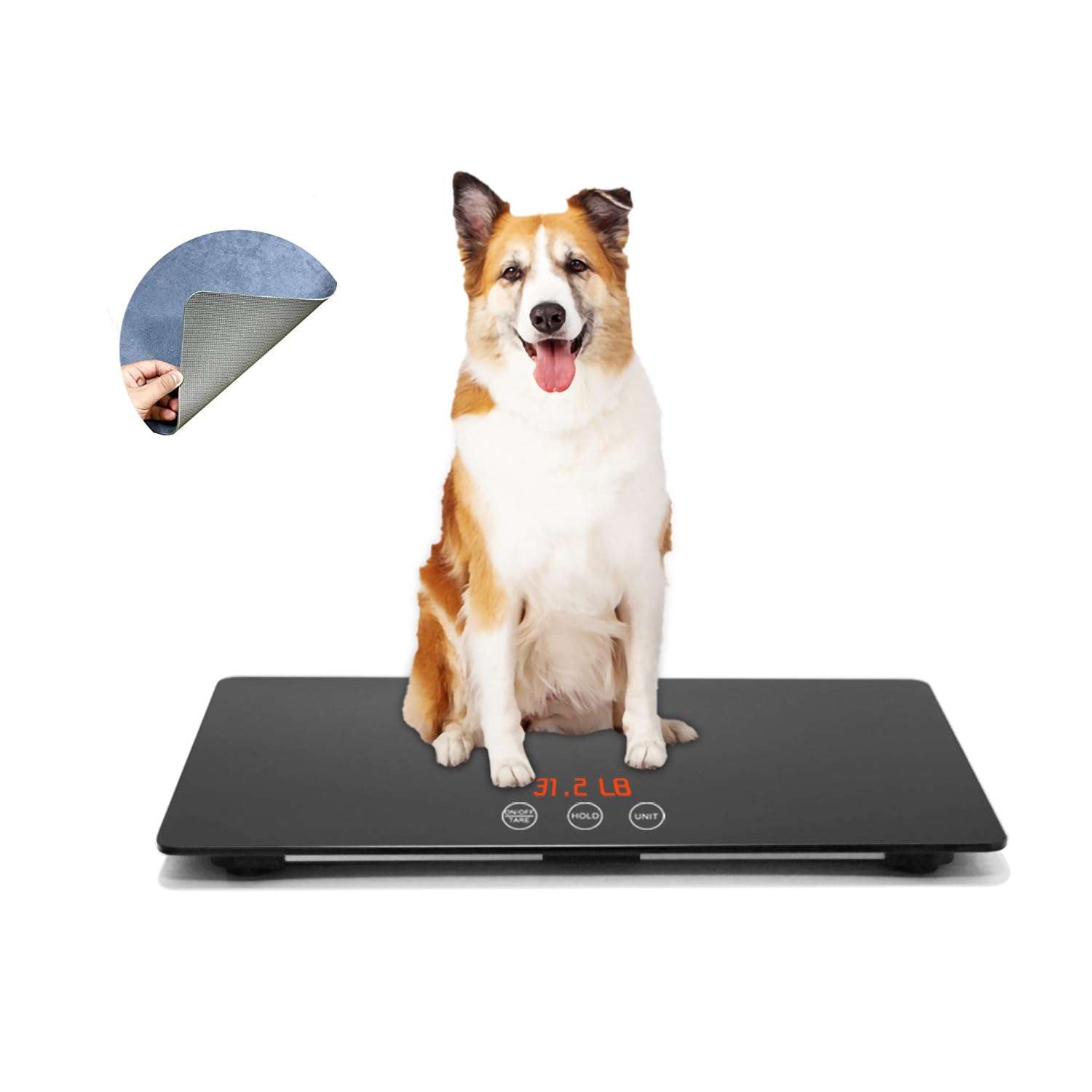 Bascula digital de 100 kilos con plataforma antideslizante para el pesaje de perros medianos.
