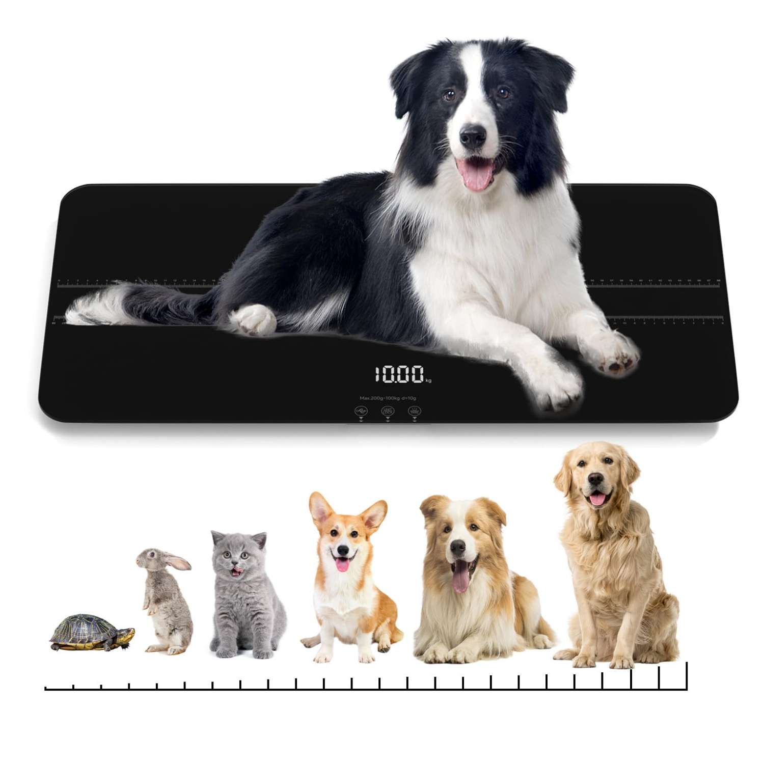 Bascula digital de vidrio templado para mascotas de hasta 100 kilos. Pesa veterinaria recargable para perros medianos y gatos con pantalla LED.