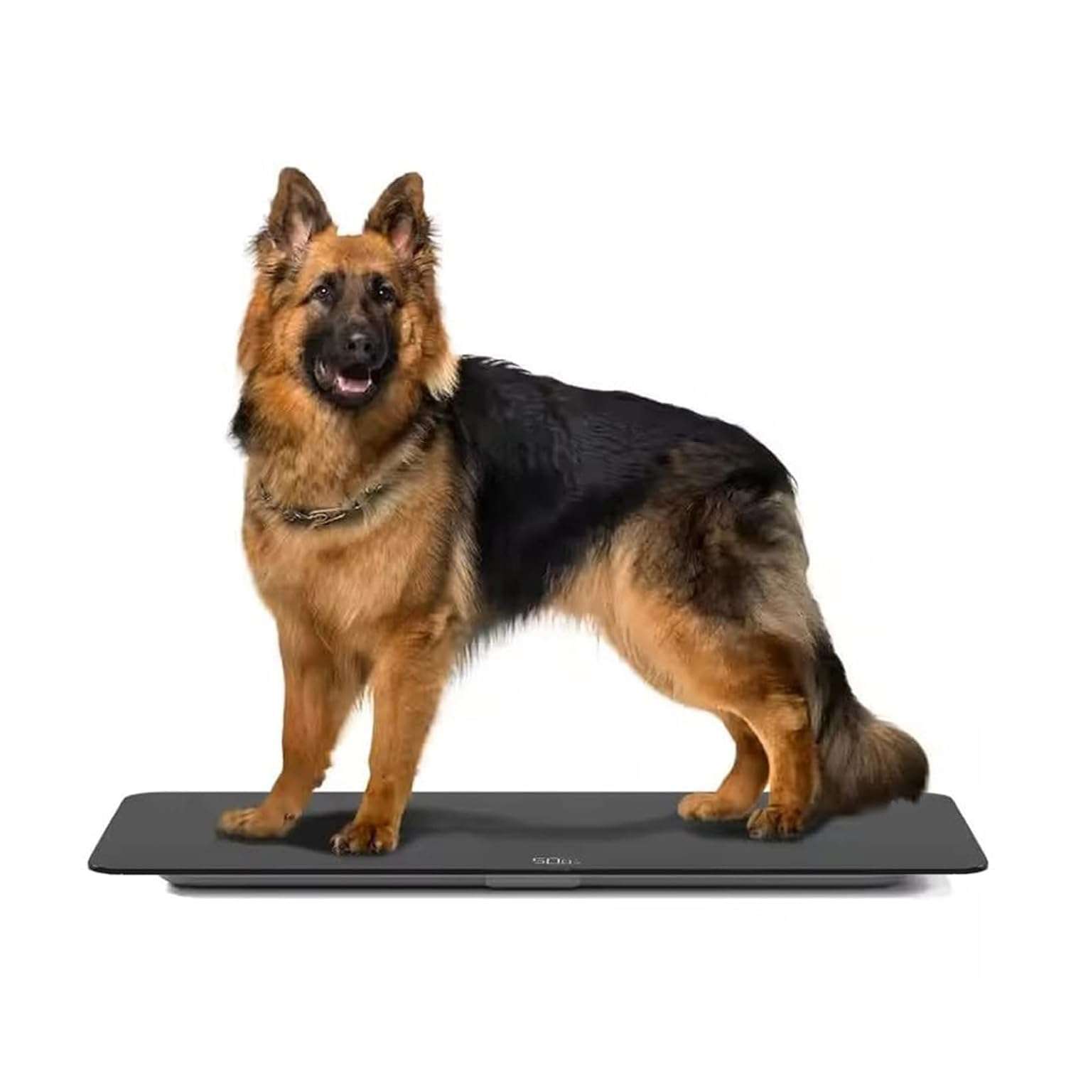 Bascula digital de vidrio templado de 100 kilos con funcion de voz. Pesa veterinaria de 81x41 cm para perros medianos.