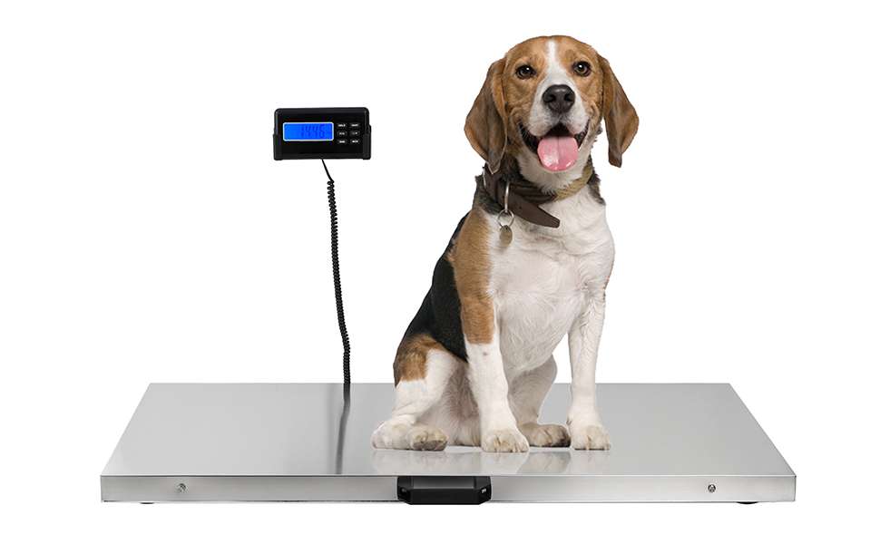 Bascula digital veterinaria extra grande de acero inoxidable para perros grandes y ganado.