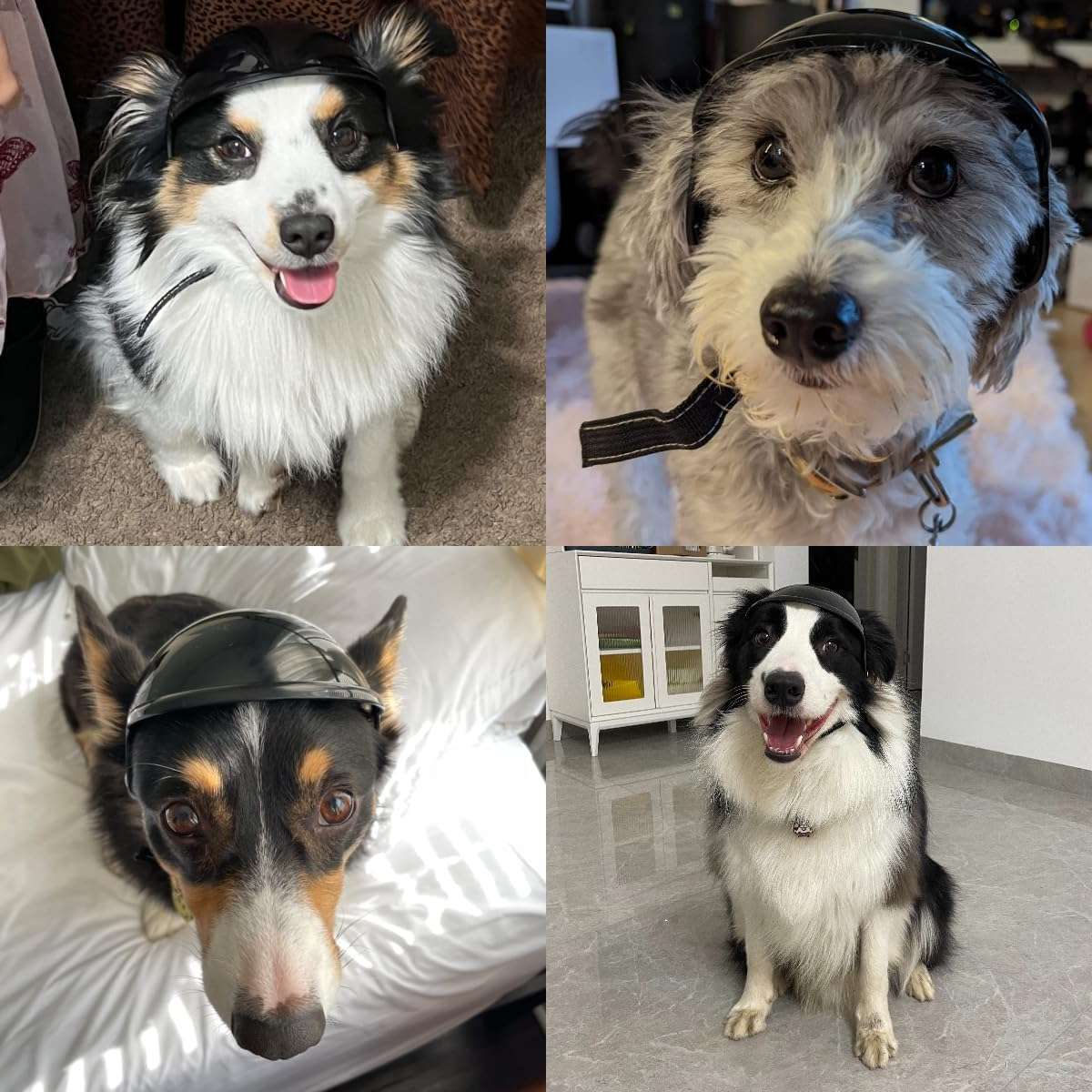 Casco de seguridad para perro con orificios para las orejas y correa ajustable para moto y bici.