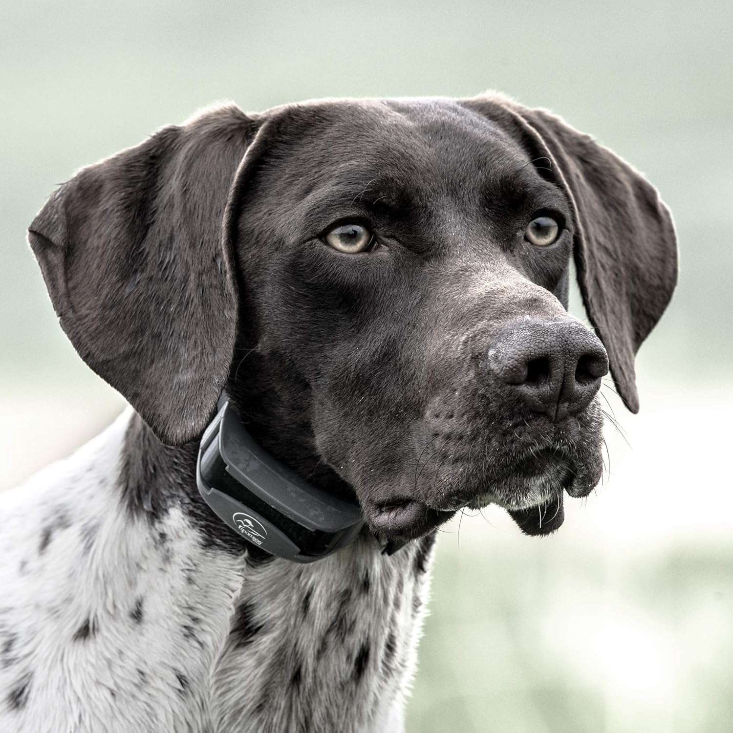 Collar de adiestramiento para perros alcance 800 metros impermeable y recargable con 21 niveles.