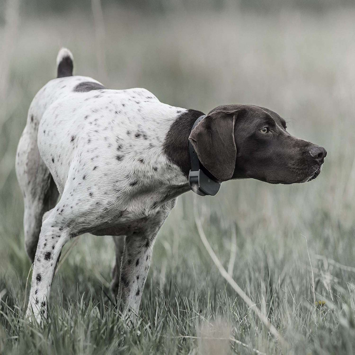 Kit de collar de adiestramiento para 2 perros alcance 450 metros impermeable y recargable con vibracion.