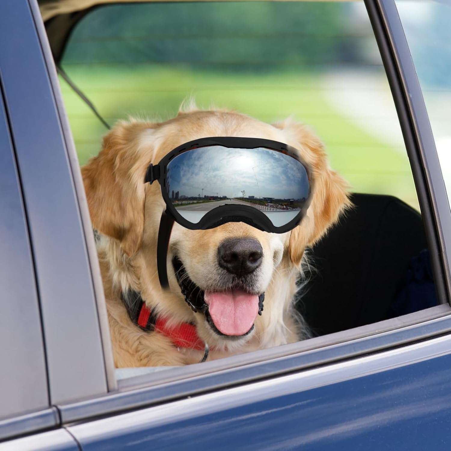 Gafas antiparras inastillables para perros grandes con sistema de triple correa ajustable.