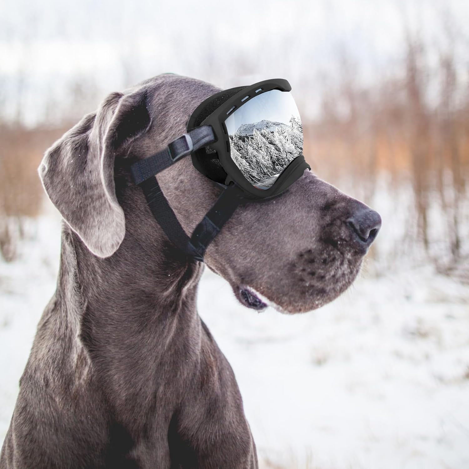 Gafas antiparras inastillables para perros grandes con sistema de triple correa ajustable.