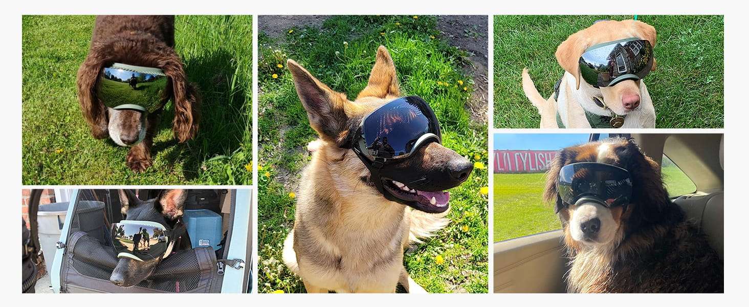 Gafas antiparras para perros con lentes intercambiables negros y plateados proteccion UV400.