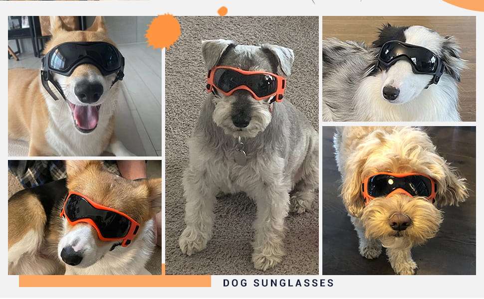 Gafas antiparras para perros medianos como schnauzer y beagle con proteccion UV para auto.