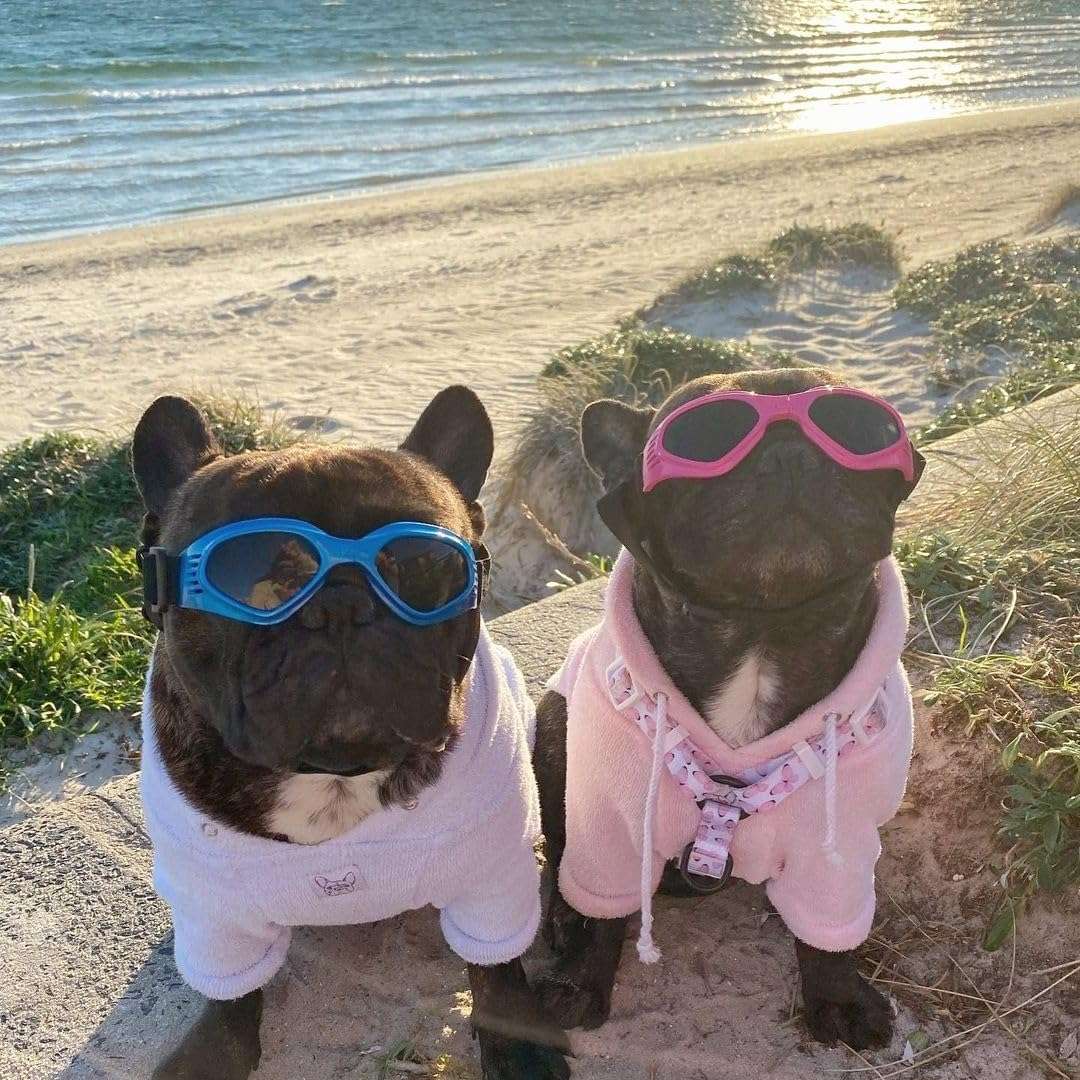 Gafas antiparras para perros medianos como schnauzer y beagle con proteccion UV para auto.