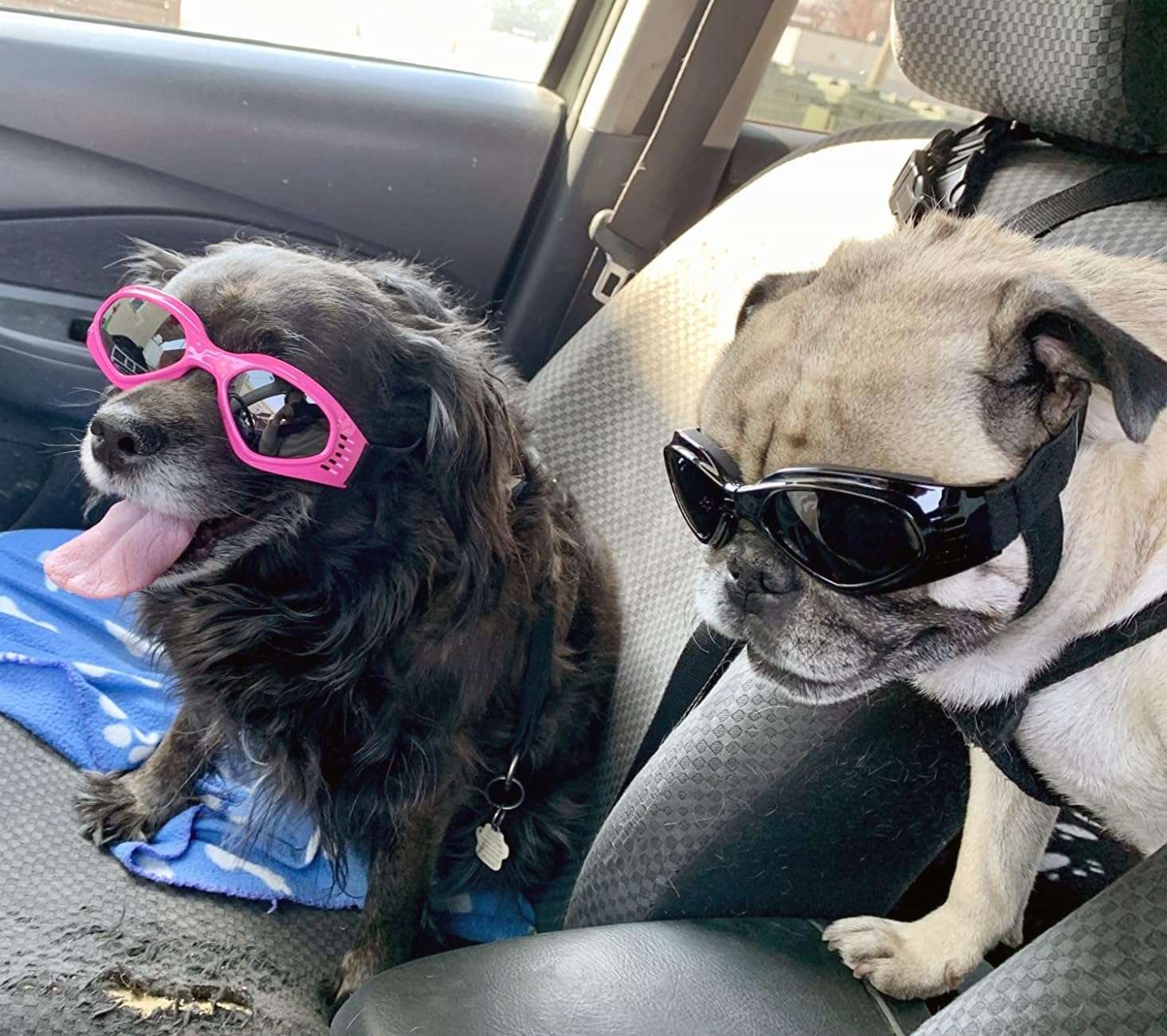 Gafas antiparras para perros medianos como schnauzer y beagle con proteccion UV para auto.