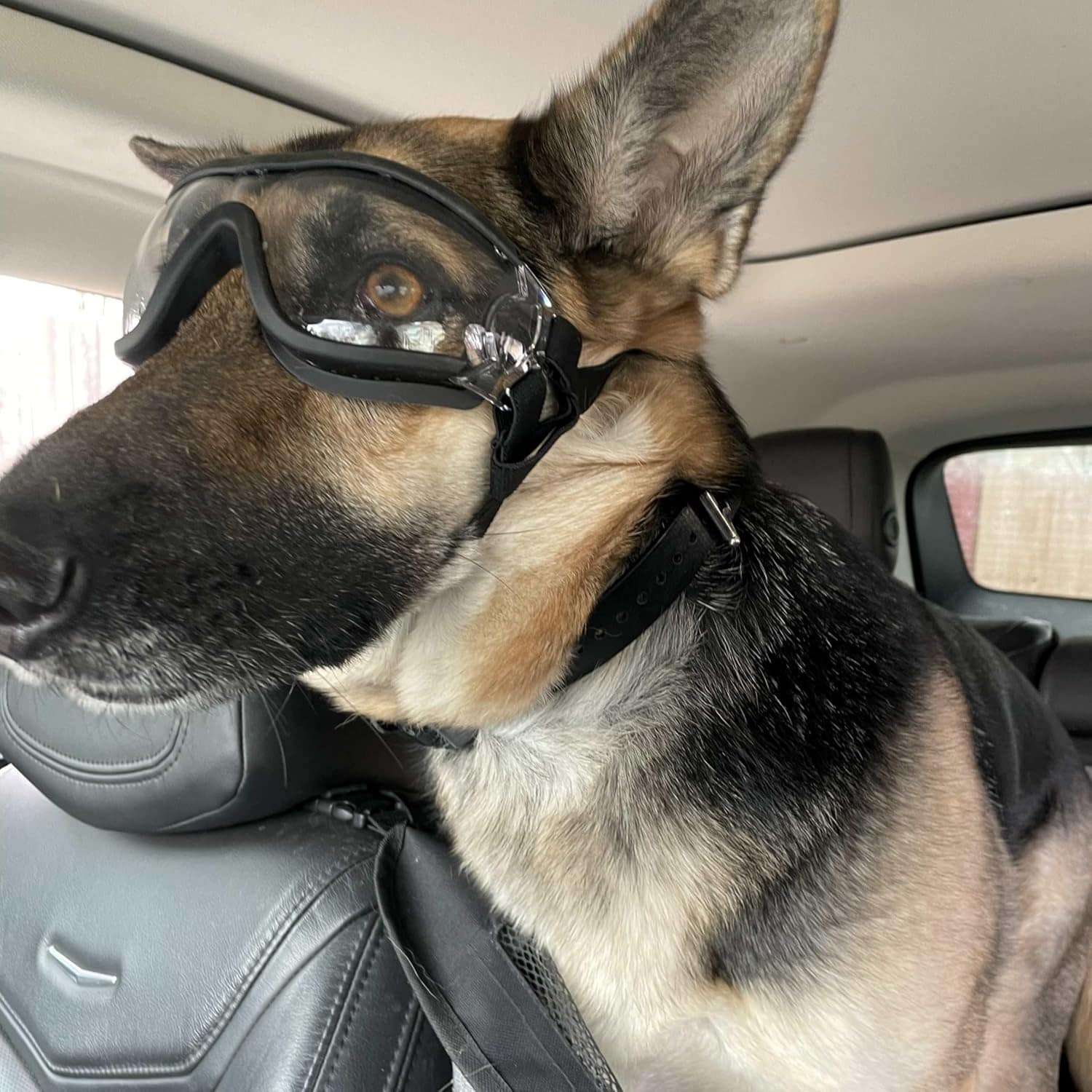 Gafas antiparras para perros medianos y grandes con proteccion UV y sistema antivaho.