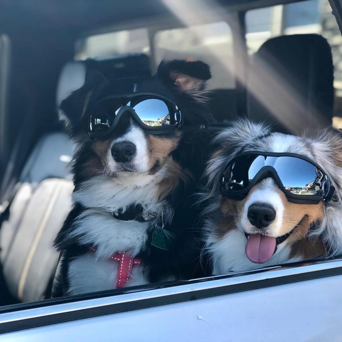 Gafas antiparras para perros medianos y grandes con proteccion UV y sistema antivaho.