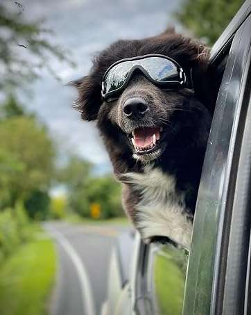 Gafas antiparras para perros medianos y grandes con proteccion UV y sistema antivaho.