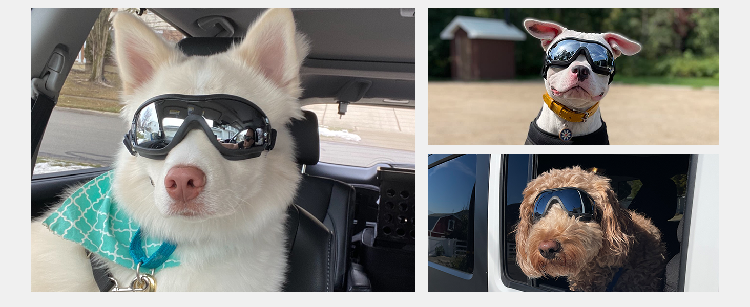 Gafas antiparras para perros medianos y grandes con proteccion UV y sistema antivaho.