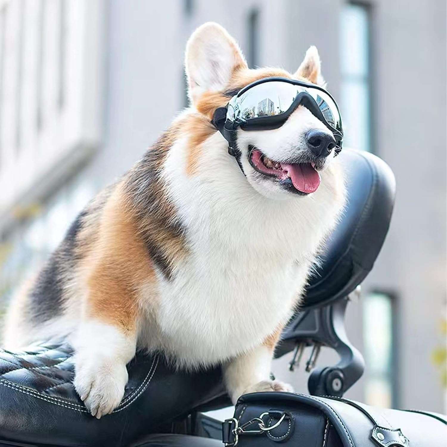Gafas protectoras para perros con lentes antiarañazos y resistencia al agua para moto.