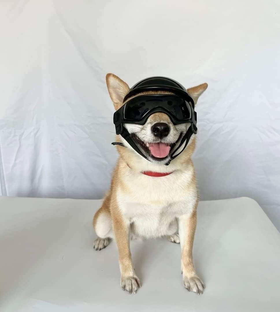 Kit de casco con orificios para orejas y lentes antiparras para perros medianos moto.