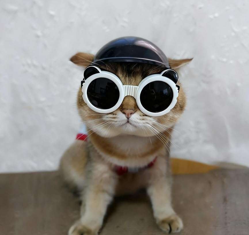 Kit de seguridad para mascotas mini con casco de orejas descubiertas y antiparras UV.