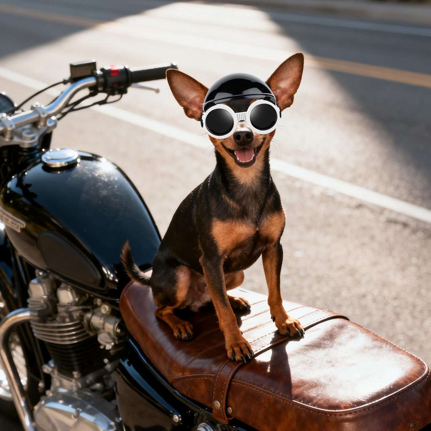 Kit de seguridad para mascotas mini con casco de orejas descubiertas y antiparras UV.