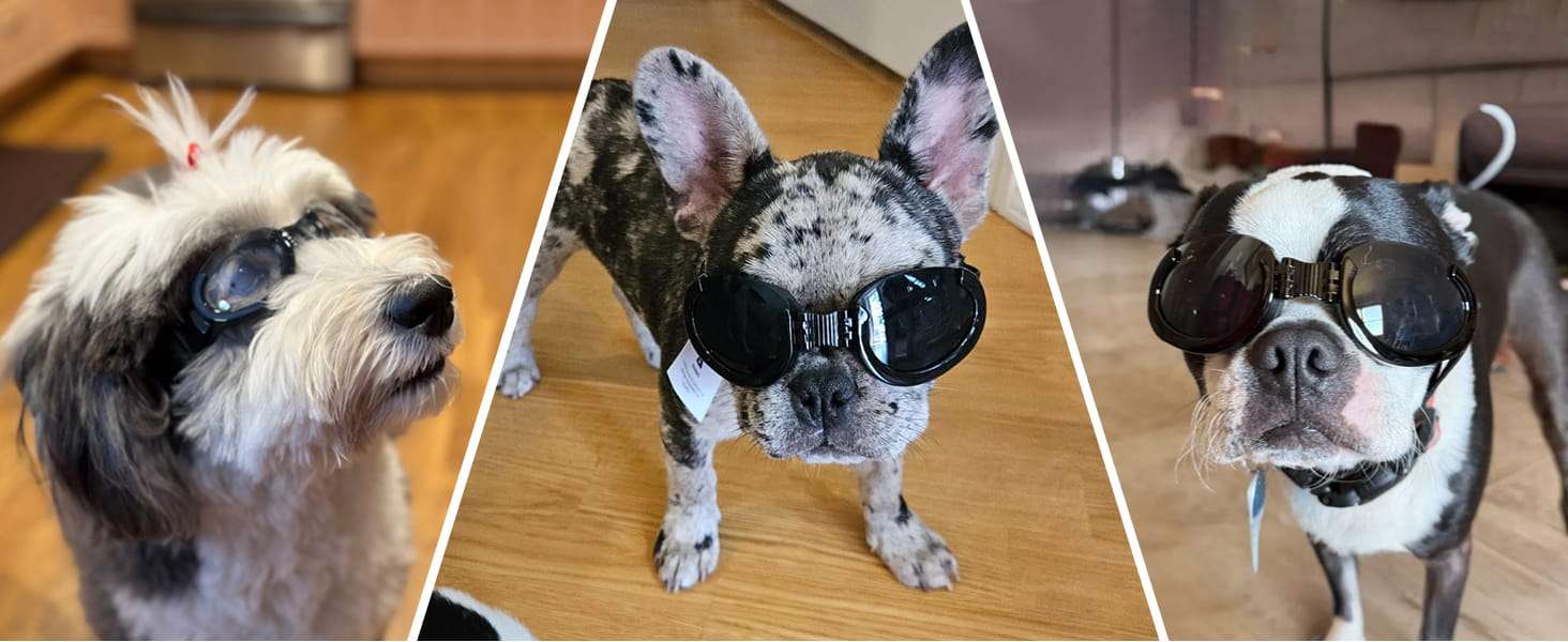 Lentes antiparras para perros con micas intercambiables transparente y oscura proteccion UV.