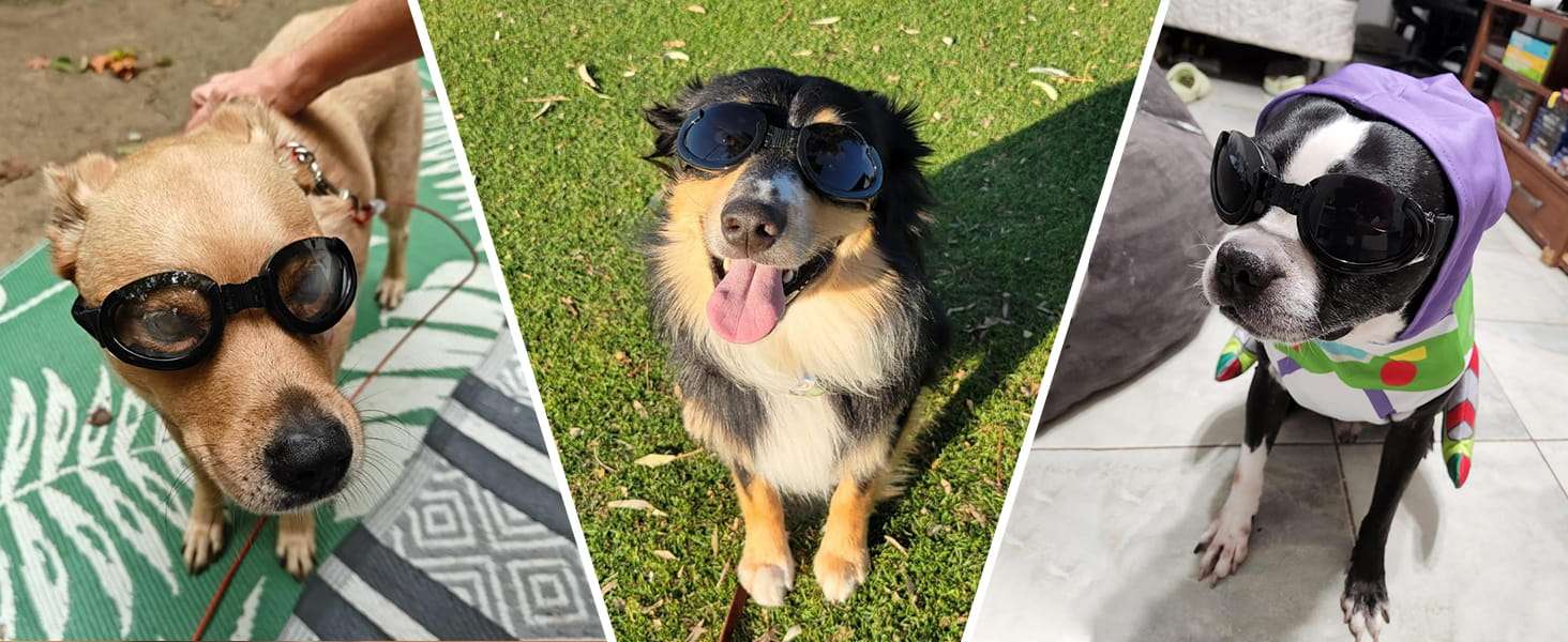 Lentes antiparras para perros con micas intercambiables transparente y oscura proteccion UV.