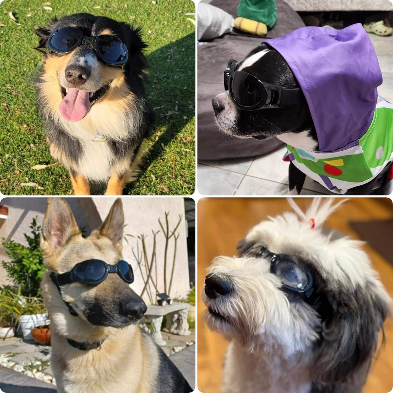 Lentes antiparras para perros con micas intercambiables transparente y oscura proteccion UV.