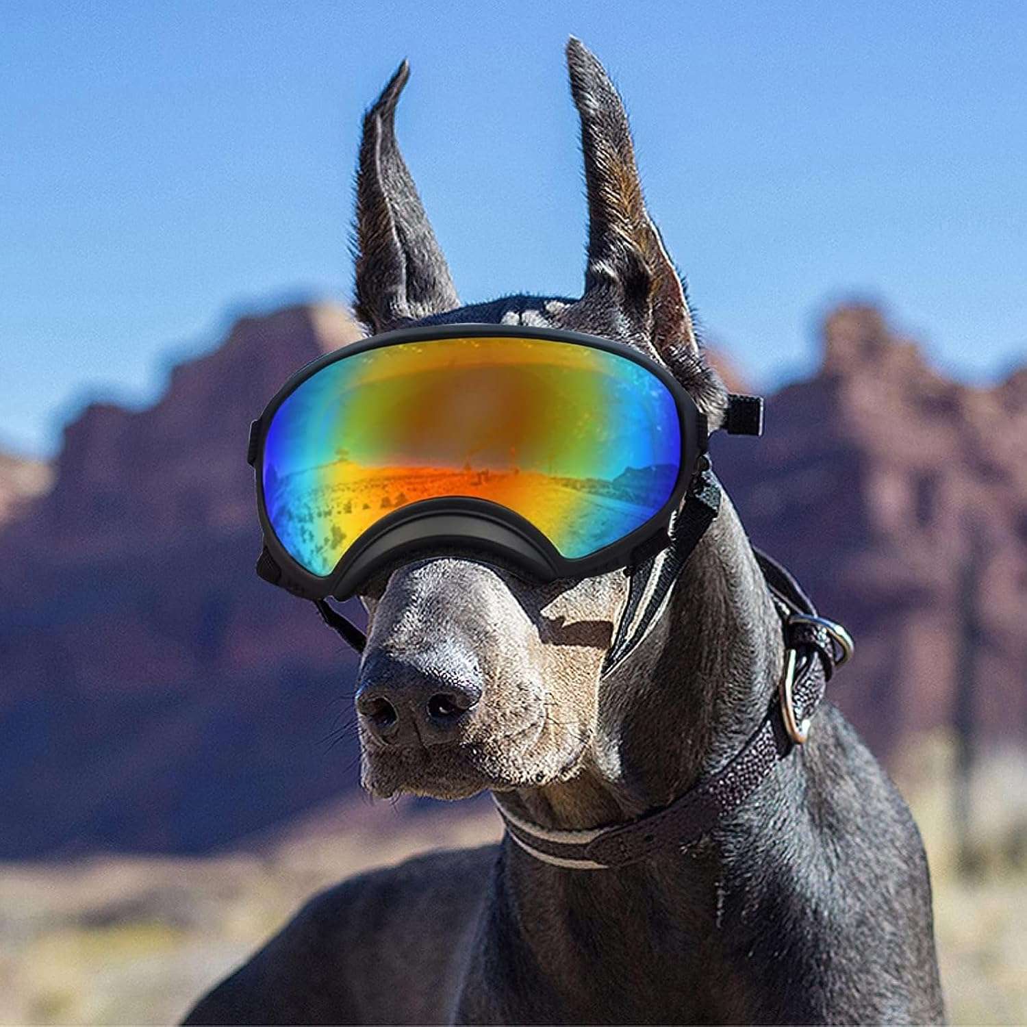 Lentes antiparras transparentes para perros grandes con estuche rigido proteccion UV y viento.