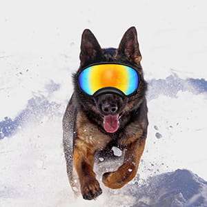 Lentes antiparras transparentes para perros grandes con estuche rigido proteccion UV y viento.