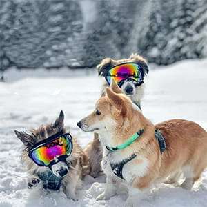 Lentes antiparras transparentes para perros grandes con estuche rigido proteccion UV y viento.