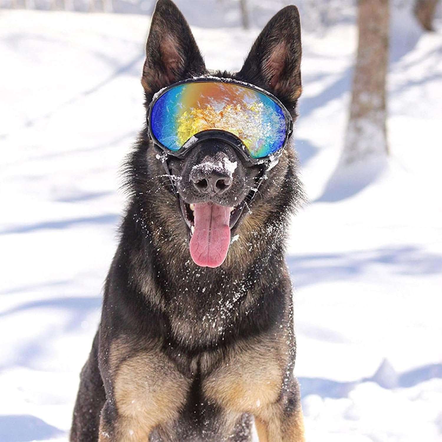 Lentes antiparras transparentes para perros grandes con estuche rigido proteccion UV y viento.