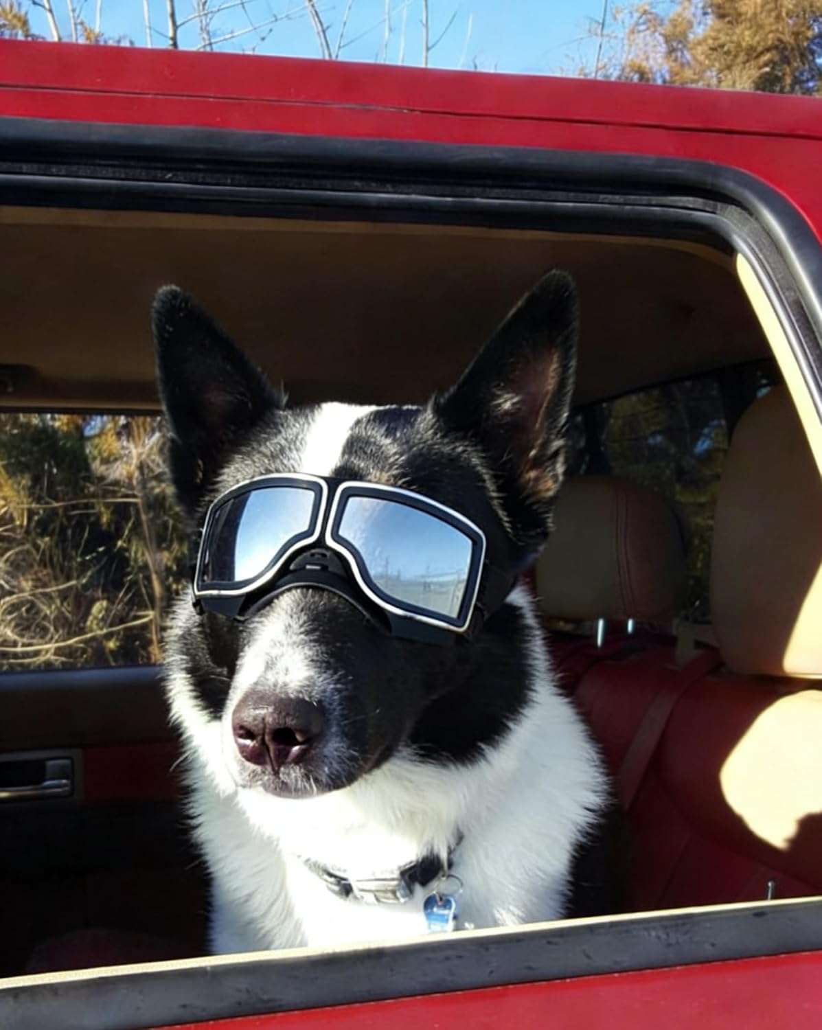 Lentes de sol estilo aviador para perros grandes con proteccion UV y correas ajustables.