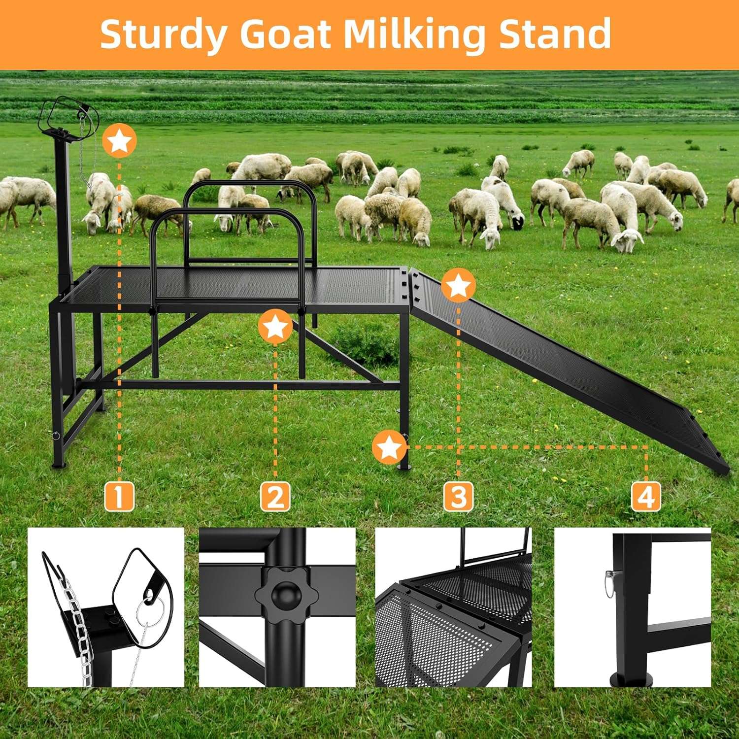 Mesa de esquila y brete para ovejas con rampa de acceso. Estructura de acero ajustable para recorte de pezuñas y ordeño.