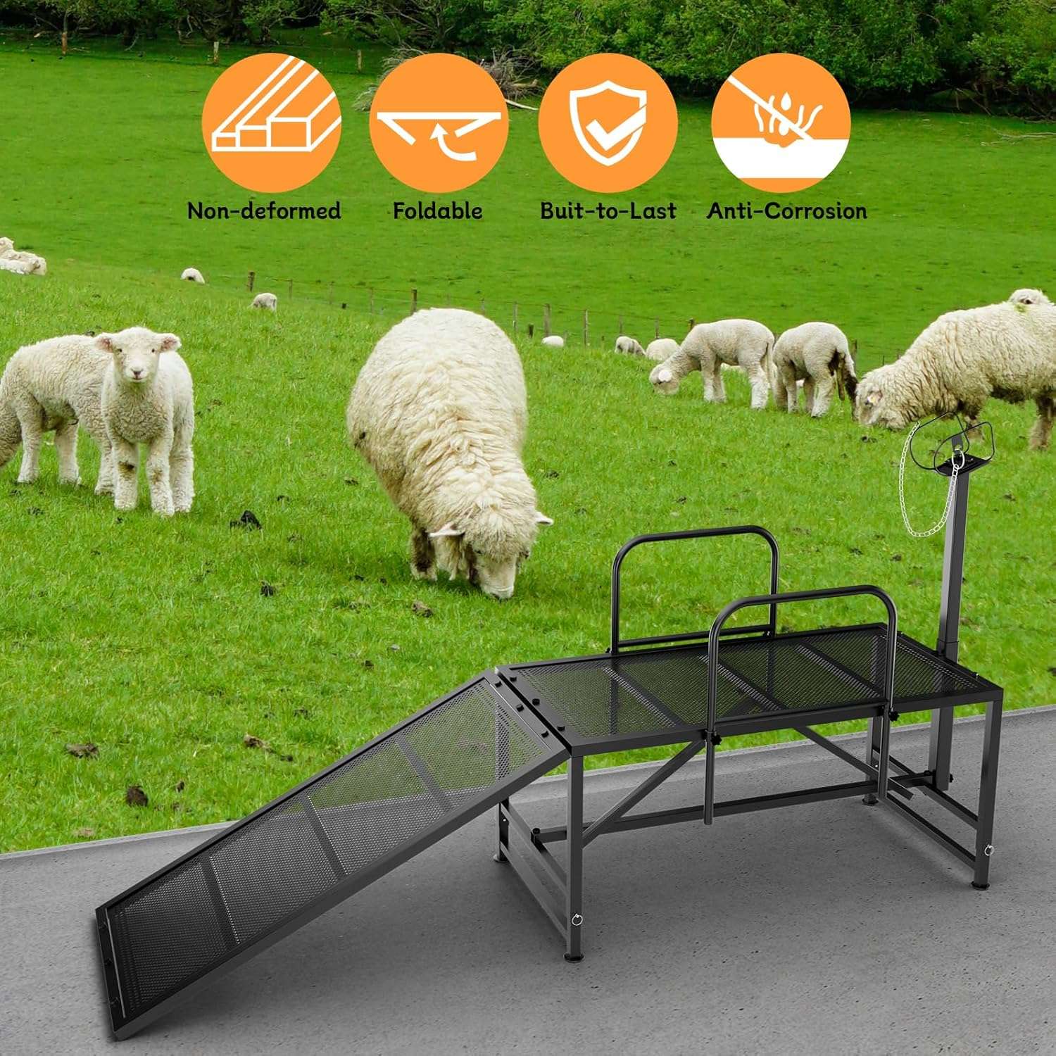 Mesa de esquila y brete para ovejas con rampa de acceso. Estructura de acero ajustable para recorte de pezuñas y ordeño.