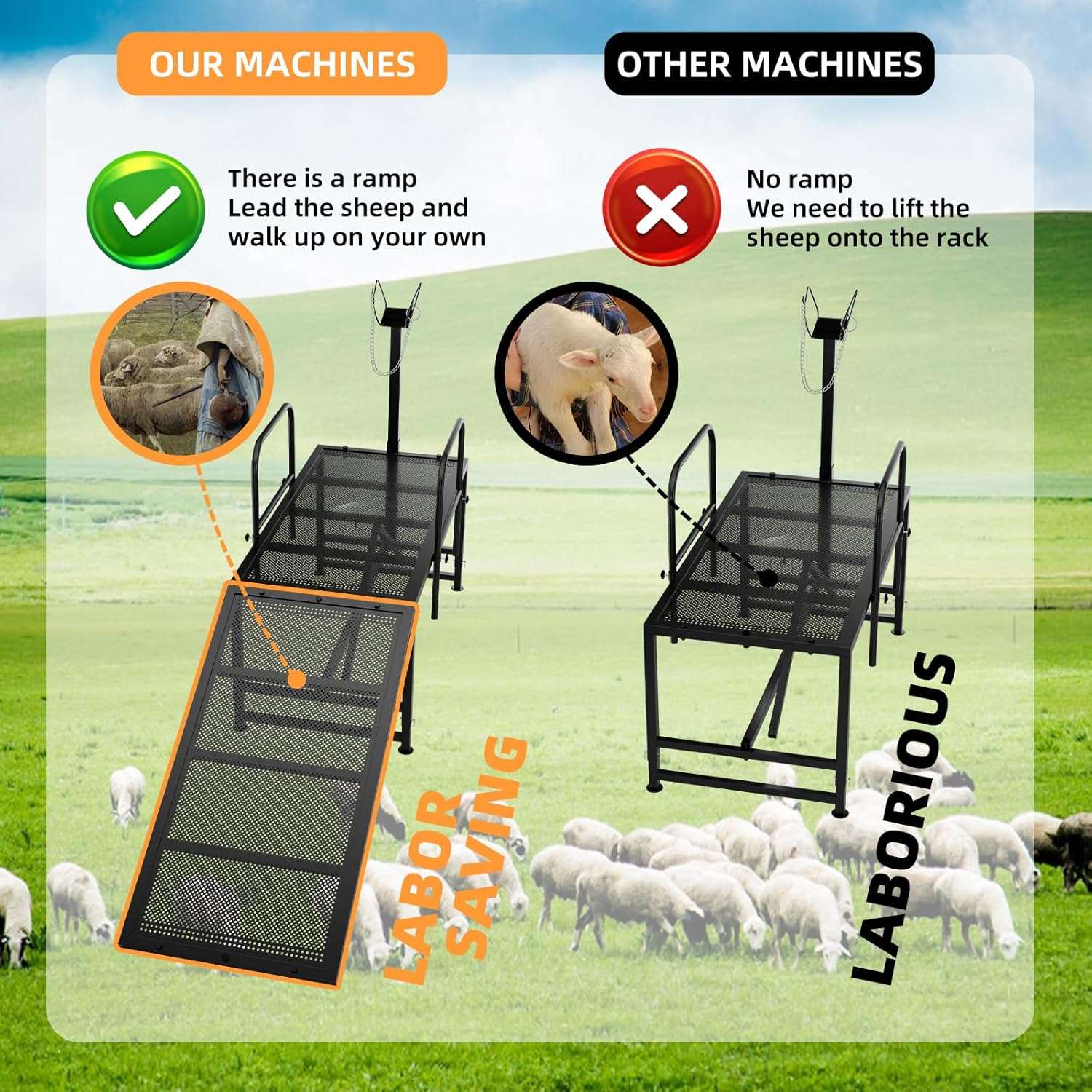 Mesa de esquila y brete para ovejas con rampa de acceso. Estructura de acero ajustable para recorte de pezuñas y ordeño.