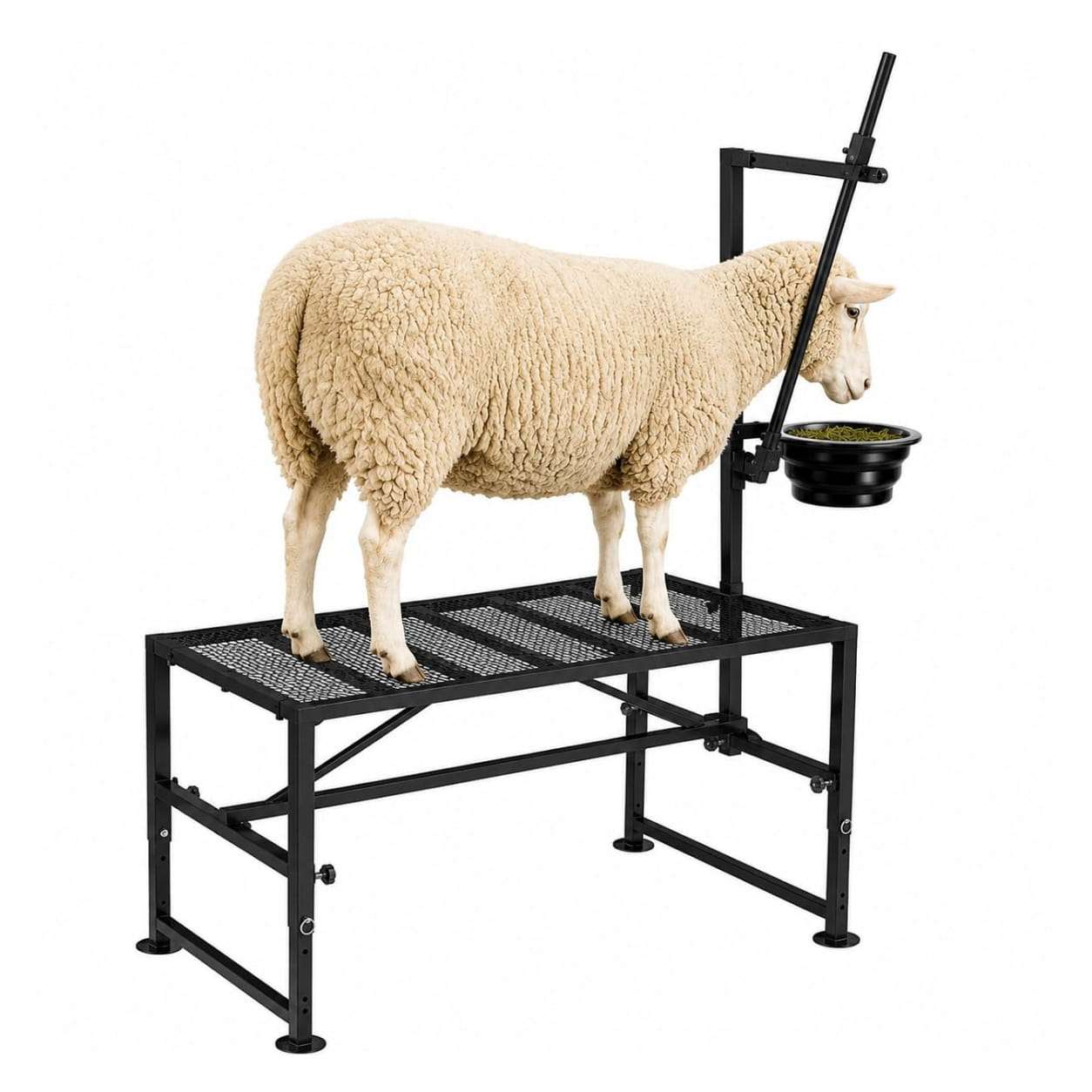 Mesa de ordeño y brete para cabras con comedero y cepo ajustable. Estructura de hierro reforzado que soporta 272 kilos.