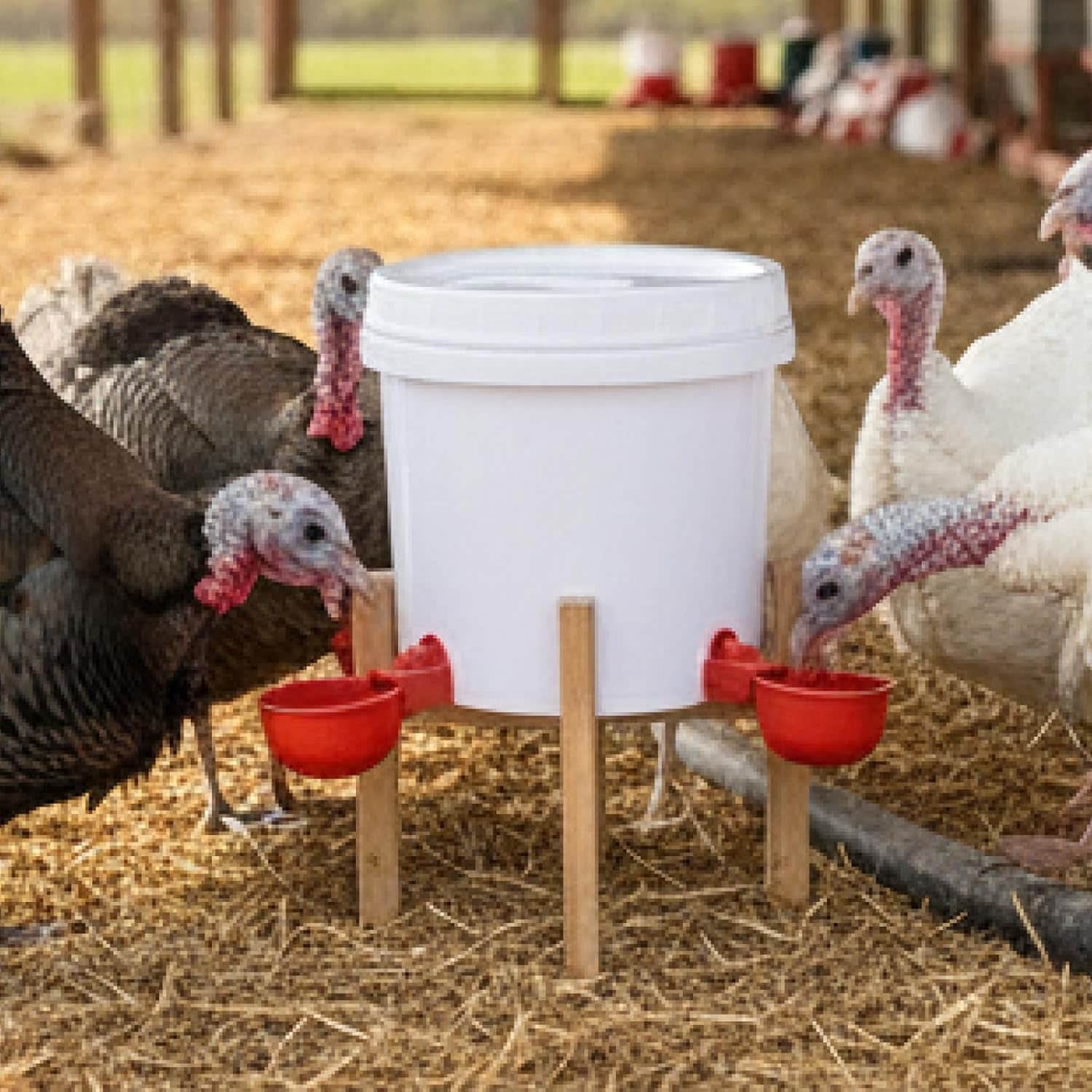 Bebedero de crianza 4 litros con soporte de patas ajustables para gallinas y patos tazas y niples.