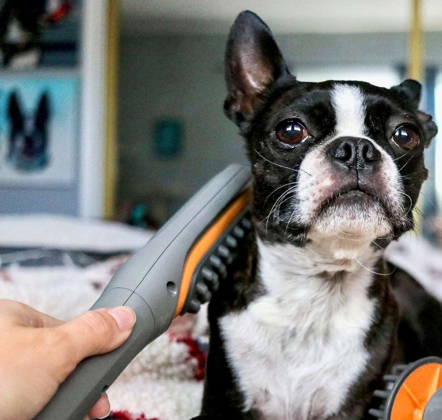 Cepillo masajeador veterinario con vibracion para perros con dolor articular y estres