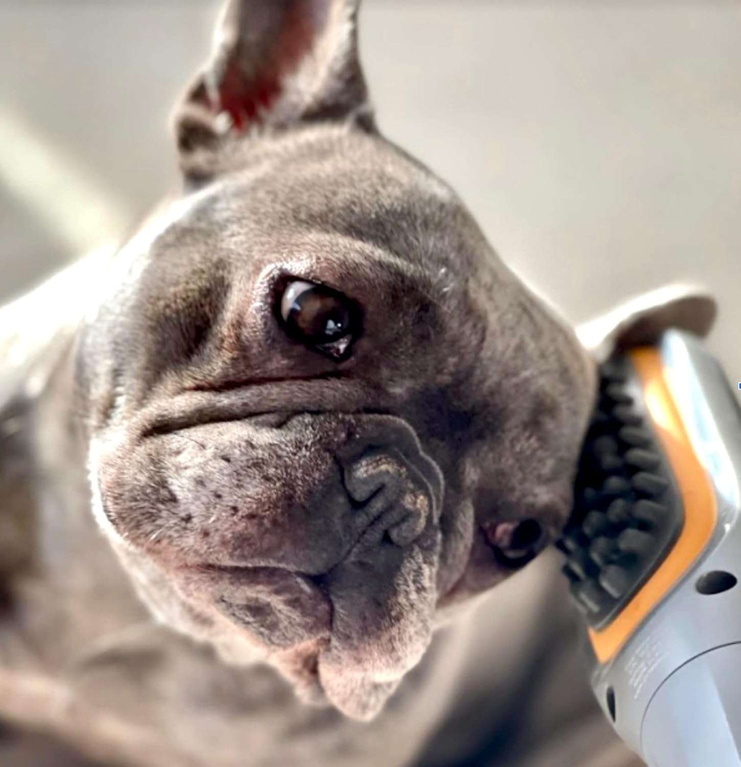 Cepillo masajeador veterinario con vibracion para perros con dolor articular y estres
