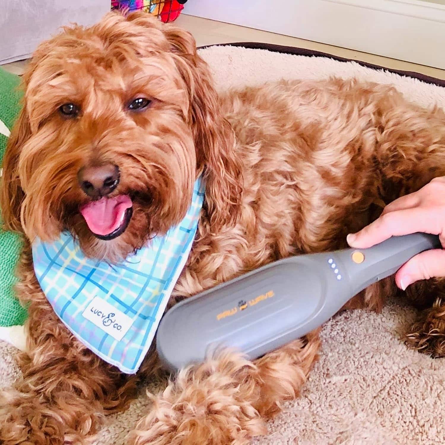 Cepillo masajeador veterinario con vibracion para perros con dolor articular y estres