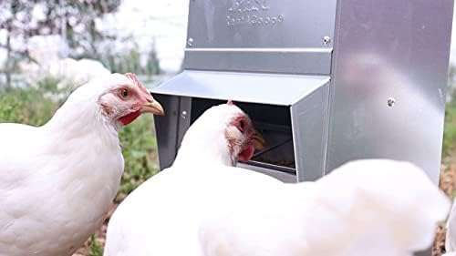 Comedero tolva de acero galvanizado para gallinas disponible en 4.5 kg 11 kg y 23 kg montaje en muro.