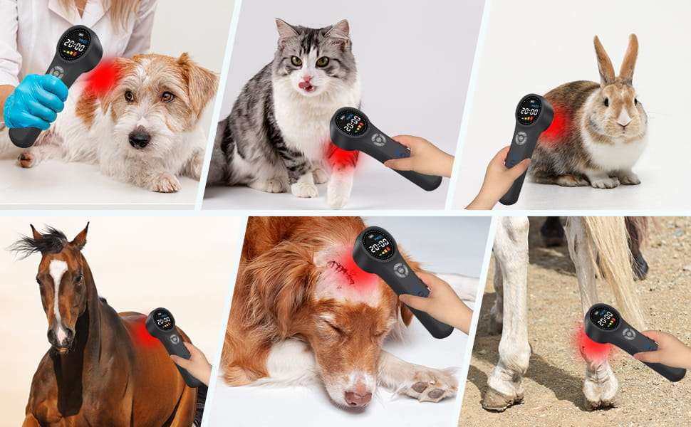 Dispositivo de terapia laser frio veterinario para dolor y artritis en caballos y perros con 3 longitudes de onda