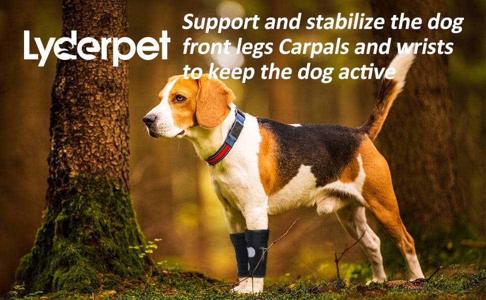 Ferula ortopedica perro pata delantera muñequera carpo soporte metal artritis